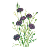 Botanical illustration of Black Magic bachelor's button showing deep maroon-purple frilled blooms and unopened green buds on slender branching stems with narrow leaves, set against a plain white background.