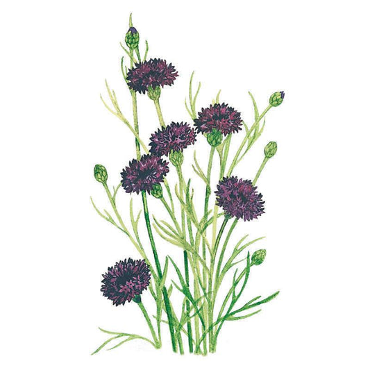 Botanical illustration of Black Magic bachelor's button showing deep maroon-purple frilled blooms and unopened green buds on slender branching stems with narrow leaves, set against a plain white background.