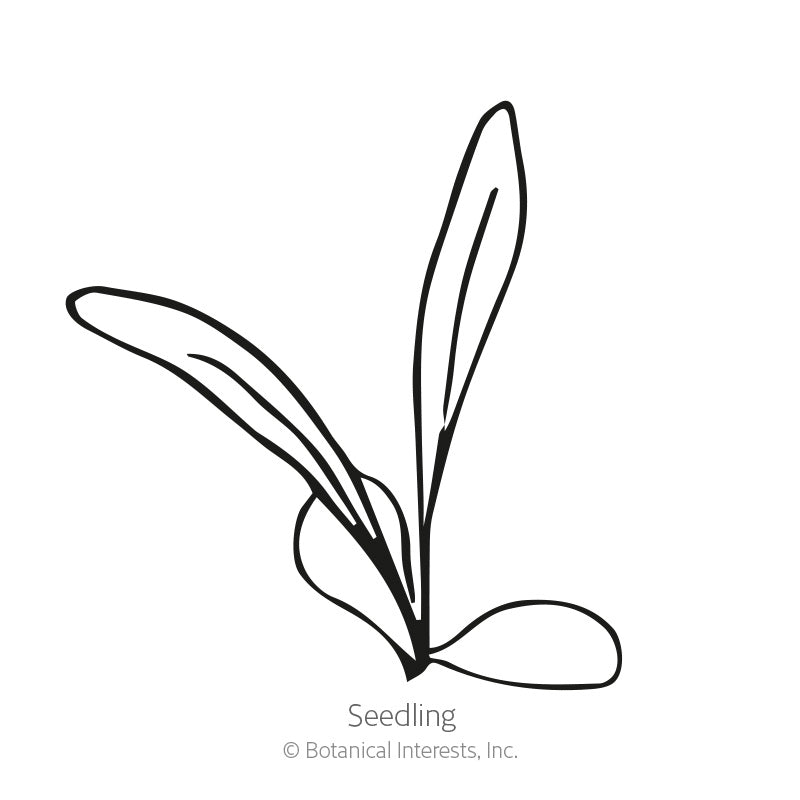 Line drawing of a young seedling with two long slender leaves and small rounded cotyledons at its base, labeled "Seedling" beneath.