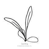 Line drawing of a young seedling with two long slender leaves and small rounded cotyledons at its base, labeled 