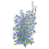 Botanical illustration of Cambridge Blue lobelia showing a mounded cluster of small five-petaled sky-blue flowers with white throats on slender branching green stems against a white background.