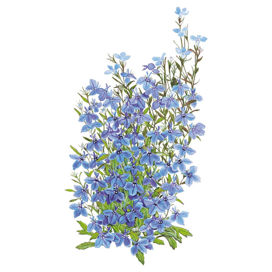 Botanical illustration of Cambridge Blue lobelia showing a mounded cluster of small five-petaled sky-blue flowers with white throats on slender branching green stems against a white background.