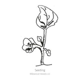 Line drawing of a young lobelia seedling with a single upright stem, one large ribbed true leaf at the top, and rounded seed leaves lower down, labelled 
