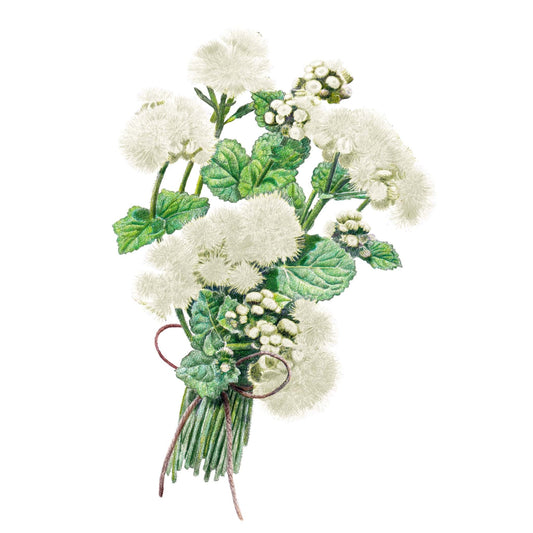 Illustration of bouquet of white Dondo White Ageratum flowers with green leaves on a white background