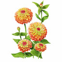 Botanical illustration of Queeny Lime Orange zinnia showing several fully double blooms with orange petals shading to lime-green centres and dark red eyes, alongside an unopened bud and green foliage on a white background.