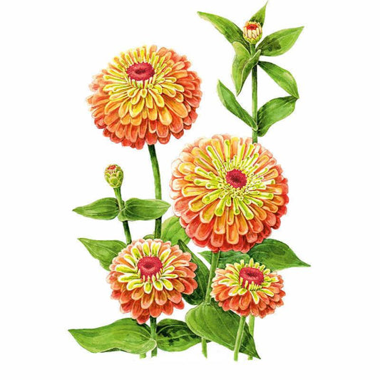 Botanical illustration of Queeny Lime Orange zinnia showing several fully double blooms with orange petals shading to lime-green centres and dark red eyes, alongside an unopened bud and green foliage on a white background.