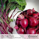 Freshly harvested Early Wonder beets with deep red-purple roots and trailing pink stems piled in a metal bucket, with leafy green tops fanned out beside them; text credits Botanical Interests and photographer Jacqueline Strickland.