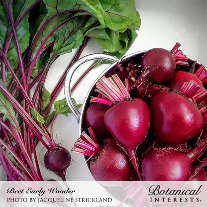 Freshly harvested Early Wonder beets with deep red-purple roots and trailing pink stems piled in a metal bucket, with leafy green tops fanned out beside them; text credits Botanical Interests and photographer Jacqueline Strickland.