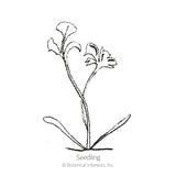 Line drawing of a young painted daisy seedling with two slender basal leaves and a pair of trumpet-shaped flowers on curving stems, labeled 