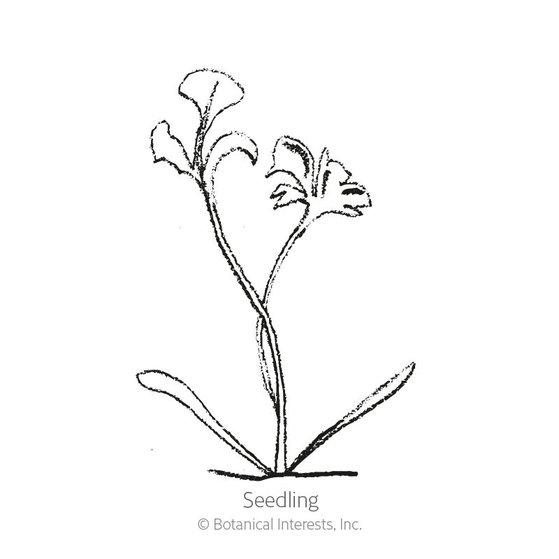 Line drawing of a young painted daisy seedling with two slender basal leaves and a pair of trumpet-shaped flowers on curving stems, labeled 