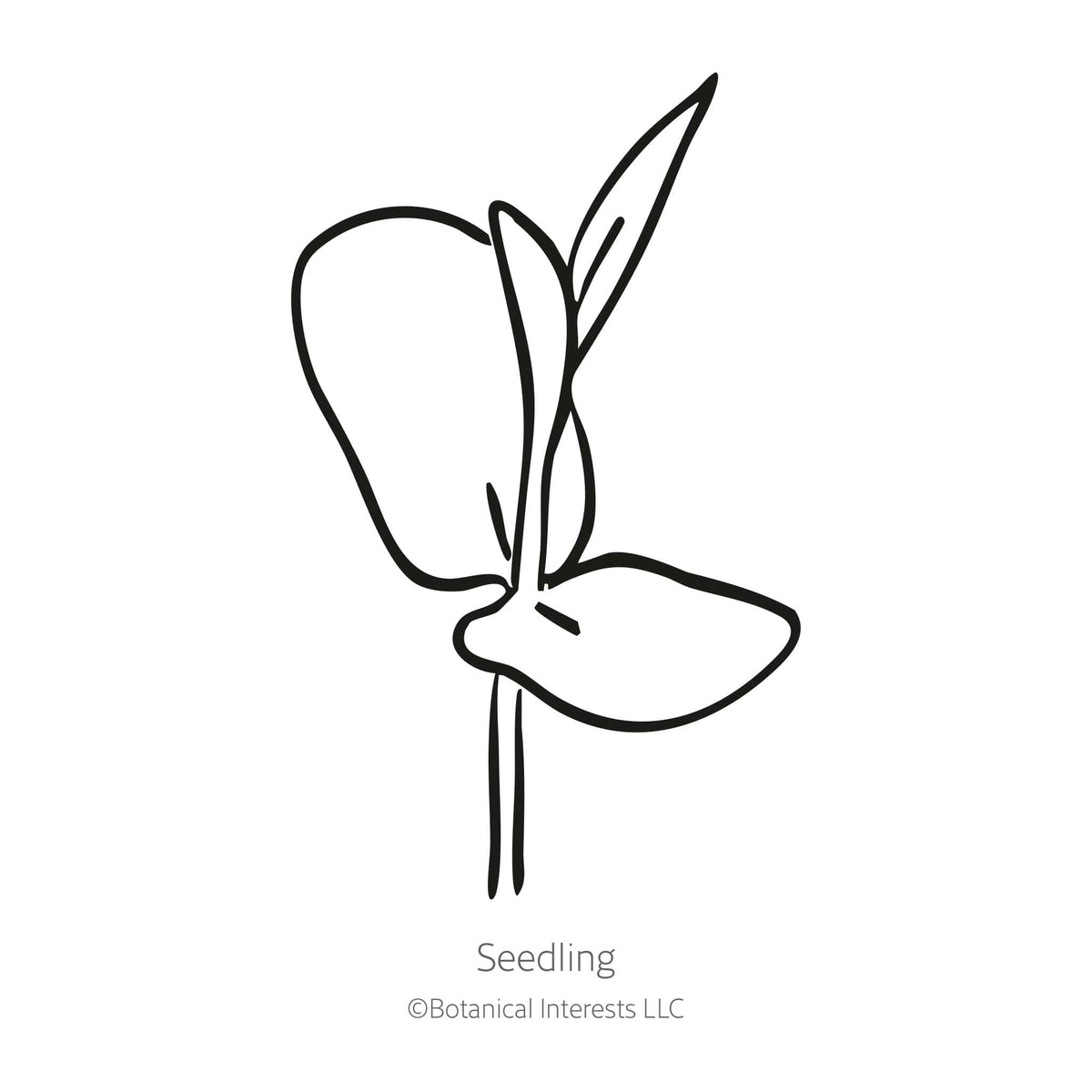 Black line drawing of Blue Tea Butterfly Pea seedling on a white background