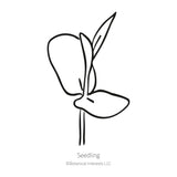 Black line drawing of Blue Tea Butterfly Pea seedling on a white background