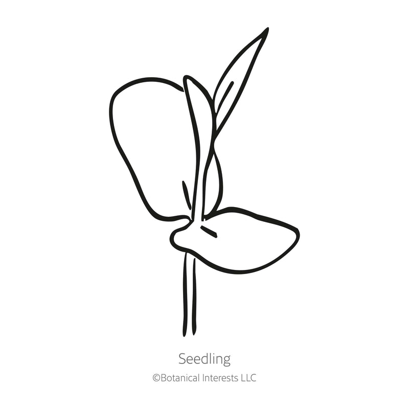 Black line drawing of Blue Tea Butterfly Pea seedling on a white background