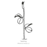 Black line drawing of the Mammoth Navy Blue Sweet Pea seedling in a white background