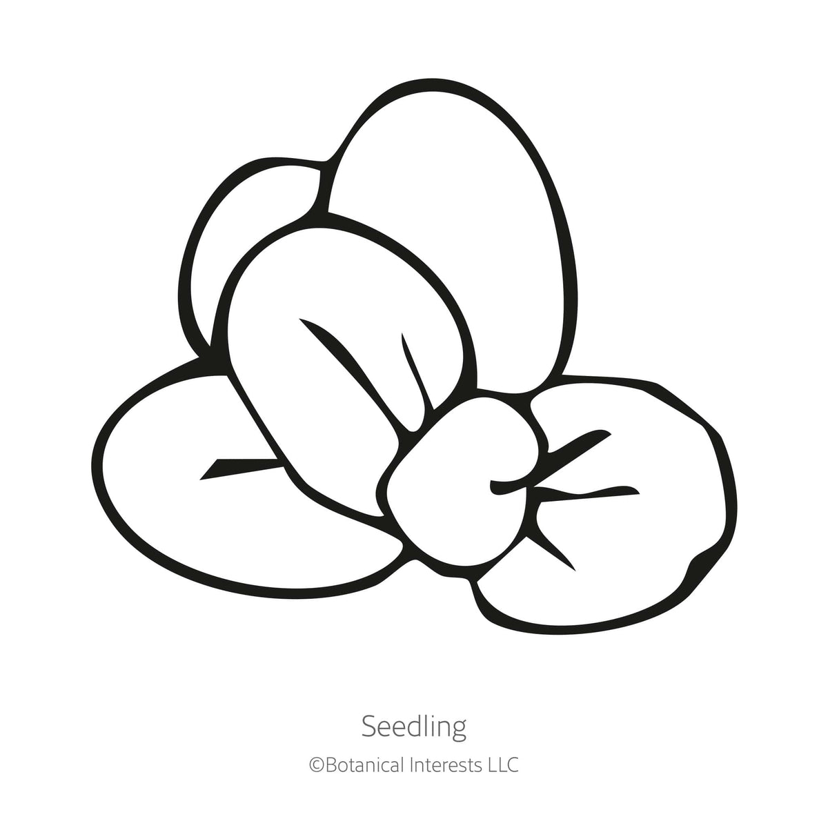 Black line drawing of Magic Mix Monkey Flower seedling in a white background