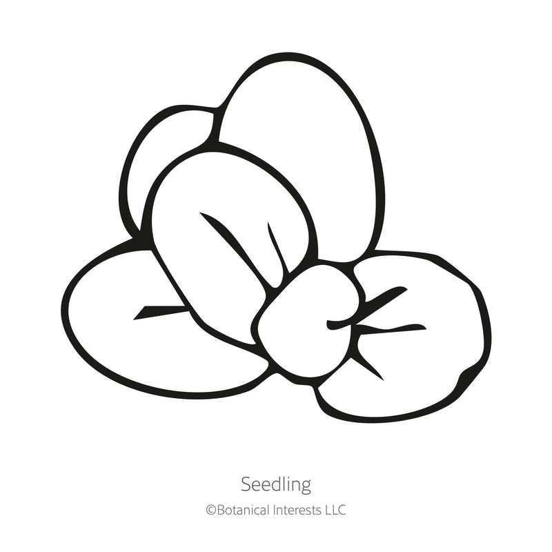 Black line drawing of Magic Mix Monkey Flower seedling in a white background