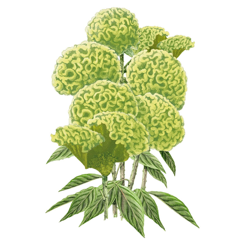 Illustration of Spring Green Celosia flowers with textured leaves on a white background