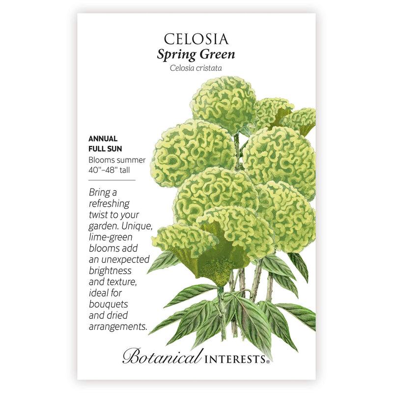 Spring Green Celosia with botanical information and the illustration of the flowers