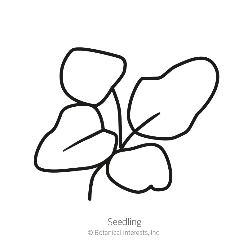 Simple black-and-white line drawing of a young seedling with four rounded leaves on thin stems, labeled "Seedling" beneath the illustration.
