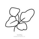 Simple black-and-white line drawing of a young seedling with four rounded leaves on thin stems, labeled 