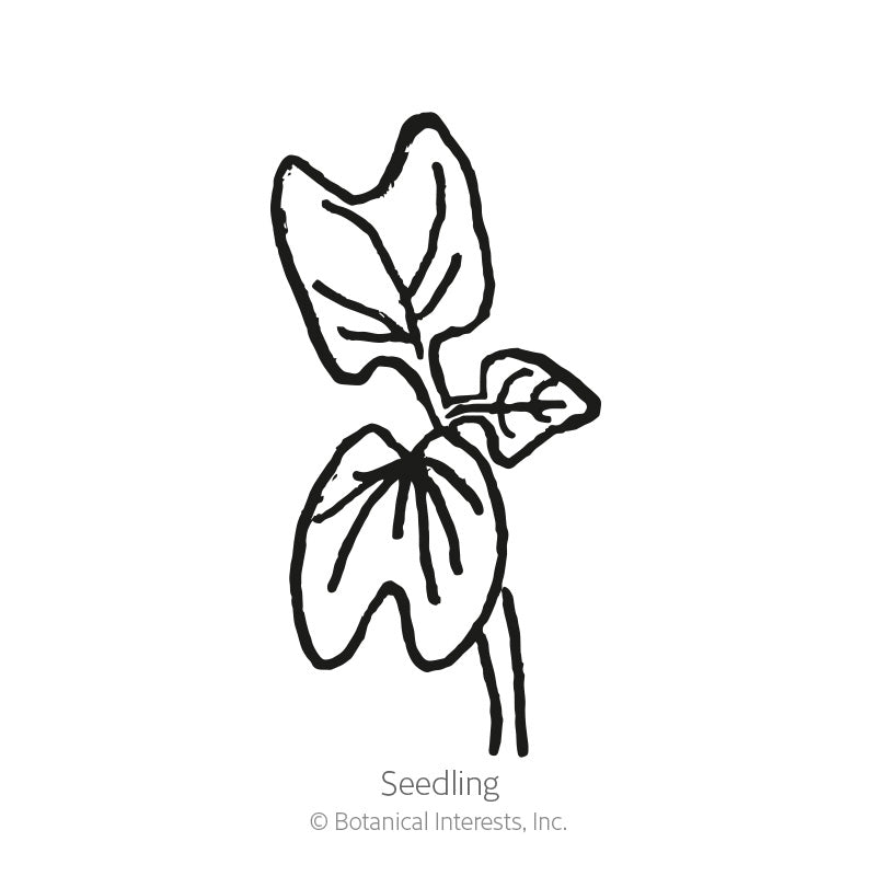 Black-and-white line drawing of a young morning glory seedling with three lobed, heart-shaped leaves on a slender stem, labeled 
