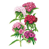 Botanical illustration of Sweet William showing five dense flower clusters in shades of white, pale pink, deep pink, magenta and crimson-and-white bicolour, each rounded head made up of many small fringed blooms atop slender green stems with narrow leaves.