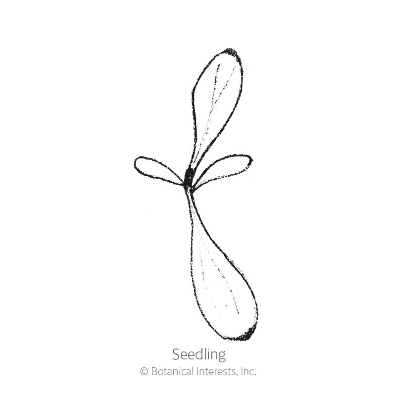 Line drawing of a young seedling with a pair of small rounded cotyledon leaves and a longer, elongated stem leaf, labeled "Seedling" beneath the illustration.