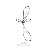 Line drawing of a young seedling with a pair of small rounded cotyledon leaves and a longer, elongated stem leaf, labeled 