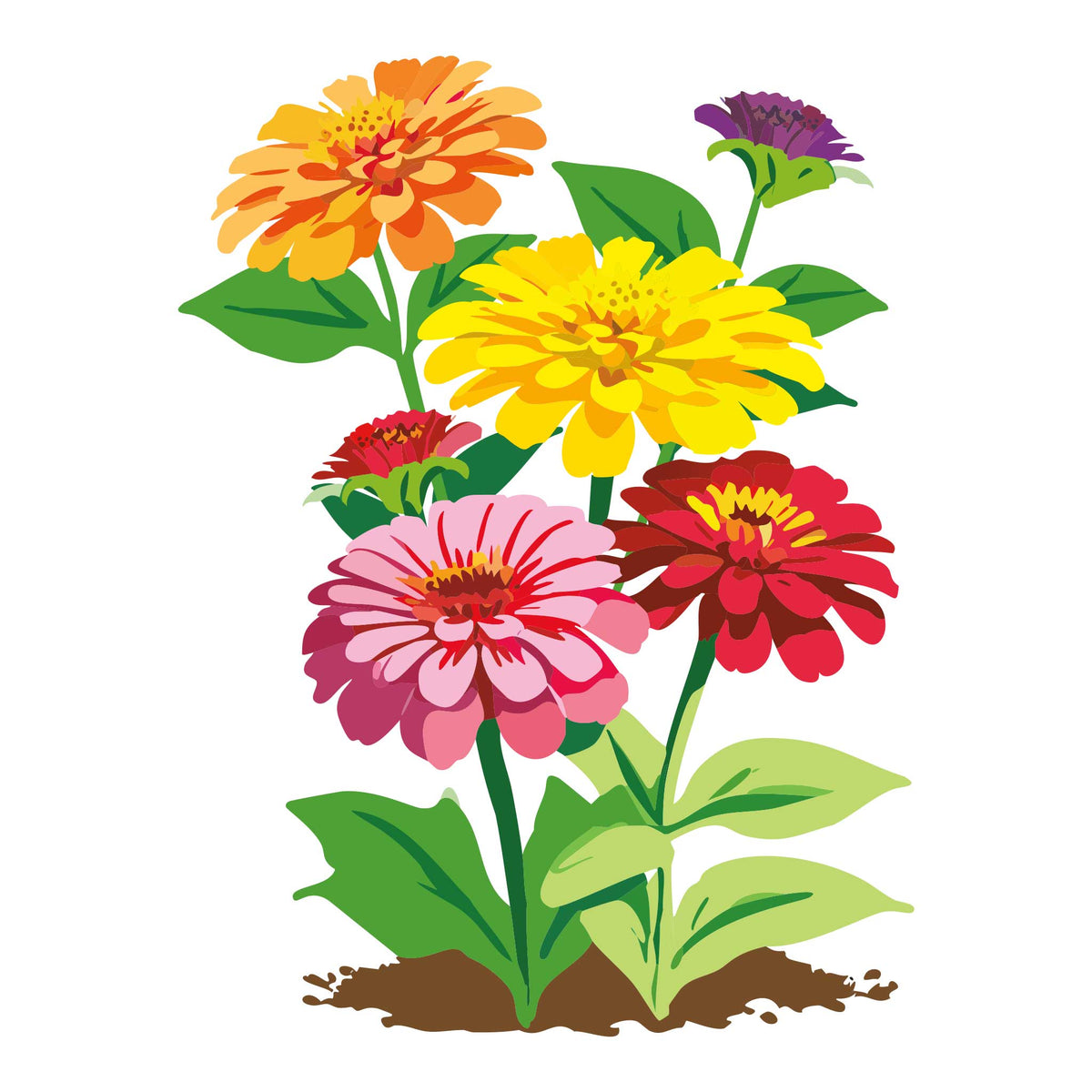 Colorful illustration of Dahlia Flowered Mix Zinnia flowers with green leaves on a white background