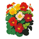 Colorful illustration of Whirlybird Mix Nasturtium flowers with red, yellow, and pink blossoms on a white background