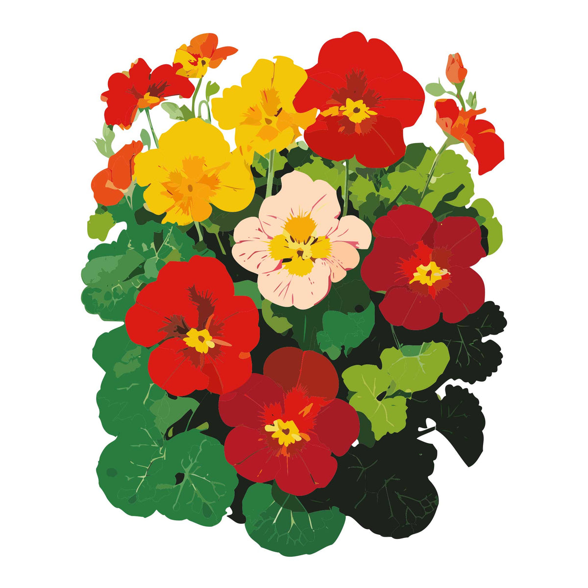 Colorful illustration of Whirlybird Mix Nasturtium flowers with red, yellow, and pink blossoms on a white background