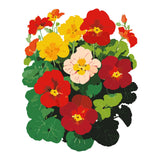Colorful illustration of Whirlybird Mix Nasturtium flowers with red, yellow, and pink blossoms on a white background