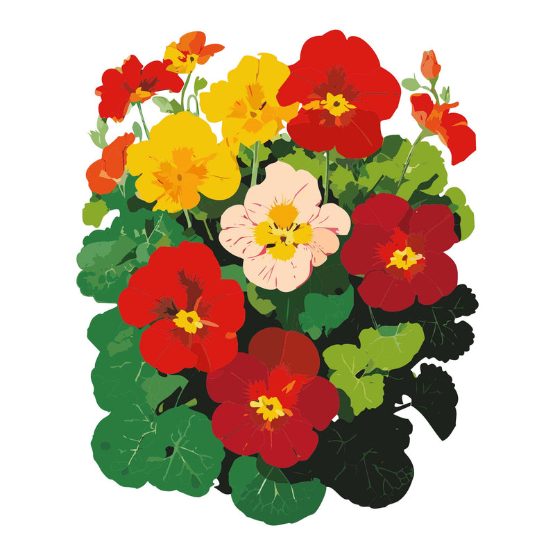 Colorful illustration of Whirlybird Mix Nasturtium flowers with red, yellow, and pink blossoms on a white background