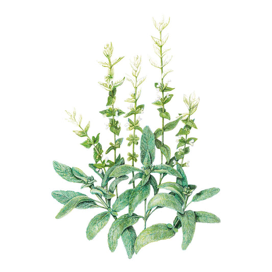 Artistic illustration of green White Swan Clary Sage Salvia leaves on a white background