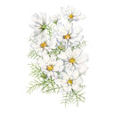 White Fizzy White Cosmos flowers with green leaves on a white background
