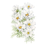 White Fizzy White Cosmos flowers with green leaves on a white background