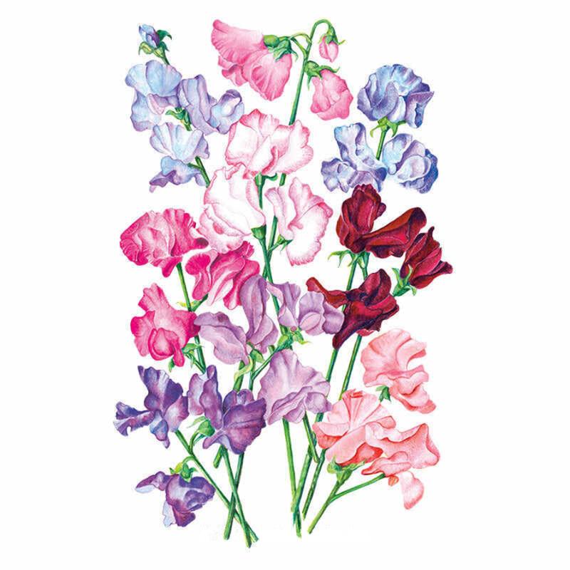 Botanical illustration of sweet pea flowers on long green stems, showing ruffled blooms in a mixed palette of pink, magenta, lavender, blue and deep burgundy against a plain white background.