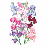 Botanical illustration of sweet pea flowers on long green stems, showing ruffled blooms in a mixed palette of pink, magenta, lavender, blue and deep burgundy against a plain white background.