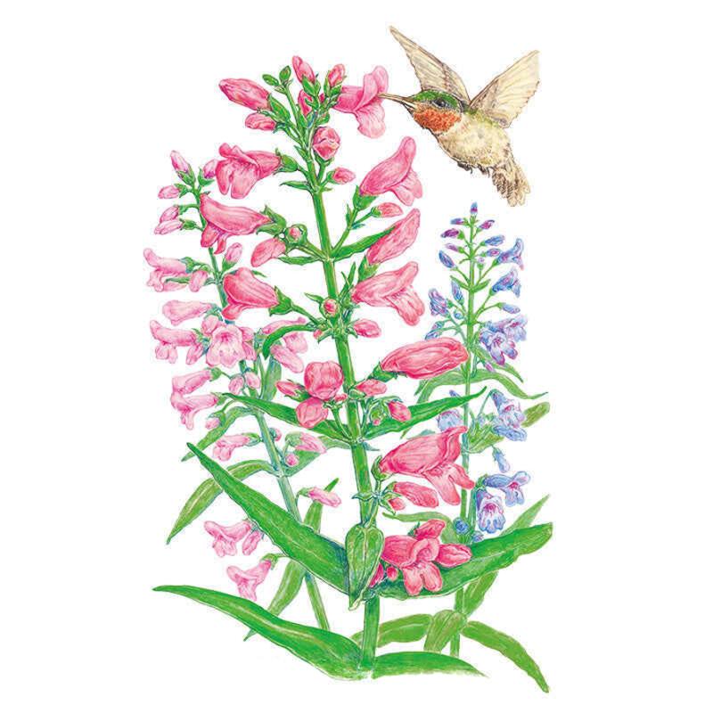 Illustration of Dazzler Blend penstemon showing tall spikes of tubular pink and lavender-blue flowers with slender green leaves, as a hummingbird hovers to feed from the topmost pink bloom.