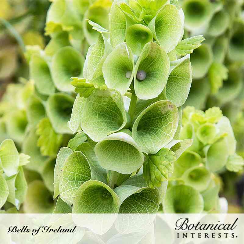 Close-up of Bells of Ireland flower spikes showing the papery, vein-textured pale green calyxes cupping tiny white blooms, stacked densely along the stem, labeled 