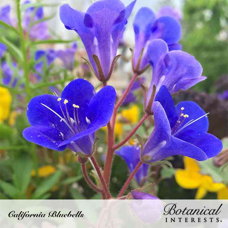 Close-up of California bluebells with clusters of vivid deep-blue, bell-shaped flowers and protruding white stamens on hairy reddish stems, set against blurred yellow and purple blooms, labeled "California Bluebells" with the Botanical Interests logo.
