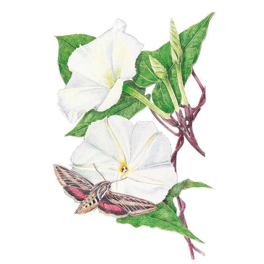 Botanical illustration of moonflower showing two large trumpet-shaped white blooms, a closed bud, heart-shaped green leaves and reddish stems, with a striped hawk moth resting on one flower's petals.