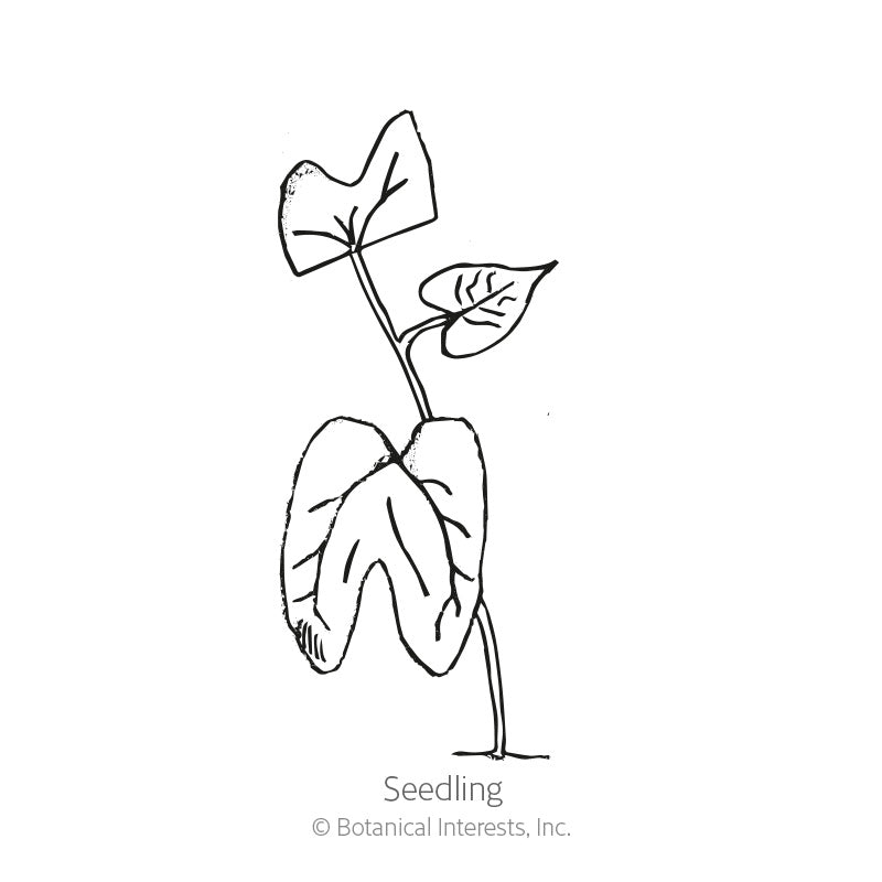 Line drawing of a moonflower seedling labeled "Seedling," showing a pair of deeply lobed cotyledon leaves at the base and two smaller, heart-shaped true leaves emerging above on slender stems.