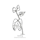 Line drawing of a moonflower seedling labeled 