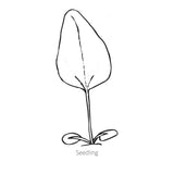 Black and white line drawing of Artisan Yellow Ombre Echinacea seedling with 'Seedling' text at the bottom.