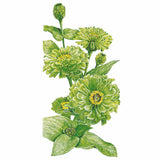 Botanical illustration of Envy zinnia showing several lime-green, densely petalled blooms with yellow centres in various stages of opening alongside tight unopened buds, set among pointed green leaves on a white background.