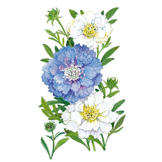 Botanical illustration of Isaac House Blend scabiosa showing three ruffled pincushion flowers, one deep blue and two white, each with a domed center of tiny florets, surrounded by unopened green buds and slender leaves.