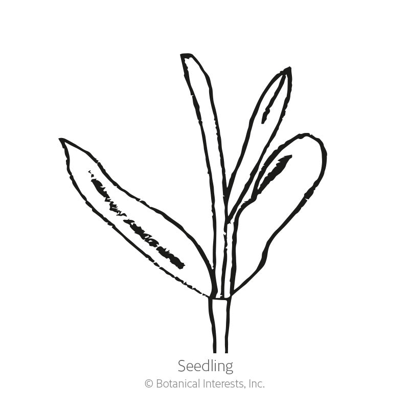 Black and white line drawing of a young scabiosa seedling with narrow, elongated leaves growing from a single stem, labeled "Seedling" beneath the illustration.