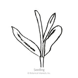 Black and white line drawing of a young scabiosa seedling with narrow, elongated leaves growing from a single stem, labeled 