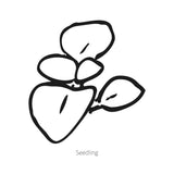 Black line drawing of Dainty Yellow Spotted Lady's Purse seedling on a white background